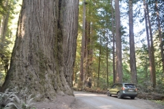 Small car or big tree?