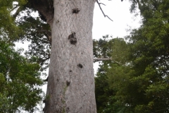 Tane Mahuta - 2500 years old