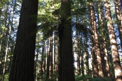 Redwoods Rotorua