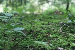 Mm9F0aSS82rfAhMLIAfJQ_thumb_2fa4