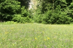 UNADJUSTEDNONRAW_thumb_3000